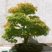 Japanese Maple, Acer palmatum In training since 1939, Donated by Keizo Obuchi.