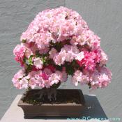 Satsuki Azalea,  Rhododendron indicum