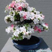 Satsuki Azalea,  Rhododendron indicum