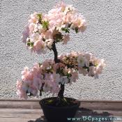 Informal upright bonsai. Satsuki Azalea,  Rhododendron indicum.