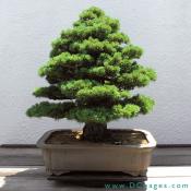 Formal upright bonsai. Japanese White Pine, Pinus parviflora Zuisyo, Age Unknown , Donated by Daizo Iwasaki.