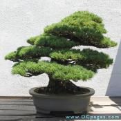 Japanese White Pine, Pinus parviflora, Age Unknown , Donated by Daizo Iwasaki.