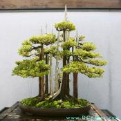 Formal upright bonsai. Foemina Juniper, Juniperus chinensis Foemina In training since 1953, Donated by John Naka
