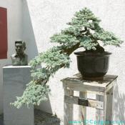 Cascading bonsai. Blue Atlantic Cedar, Cedrus atlantica Glauca In training since 1960, Donated by Frederic and Ernesta Ballard.