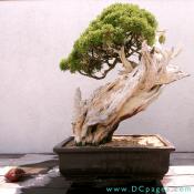 Slanting bonsai. California Juniper, Juniperus californica, In training since 1968, Donated by Harry Hirao.