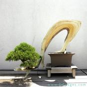 Slanting bonsai.