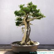 Informal upright bonsai.