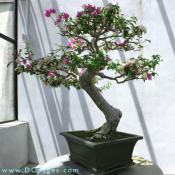 Informal upright bonsai.