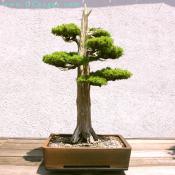 Formal upright bonsai.
