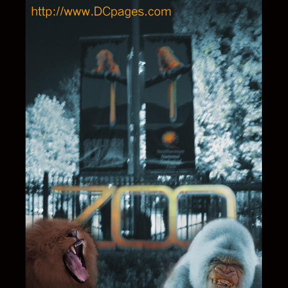 DCpages would like to thank the Friends of the National Zoo and the animals for a wonderful time. This is one Halloween event every kid will want to attend.