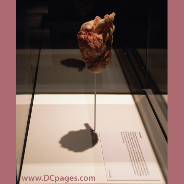 Adult heart specimen is a muscular organ responsible for pumping blood through the blood vessels by repeated, rhythmic contractions.