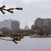 Monday, 10:07 am EST, March 26, 2007, Cherry Blossom View of the United States Capitol Building. 56° with overcast and light wind. Florets partially Visible. 
