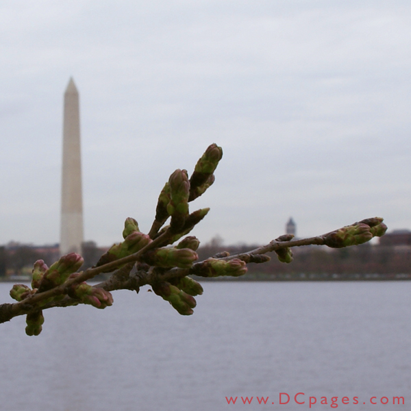 Monday, 10:15 am EST, March 26, 2007, Cherry Blossom View of the Washington Monument. 56° with slight overcast and light wind. Florets partially Visible.