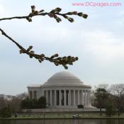 Tuesday, 10:30 am EST, March 27, 2007, Cherry Blossom View of the Jefferson Memorial. 70° with slight overcast and calm. Florets partially Visible.