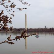 Tuesday, 10:40 am EST, March 27, 2007, Cherry Blossom View of the Washington Monument. 70° with slight overcast and calm. Florets partially Visible.
