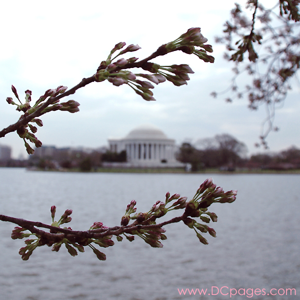 Wednesday, 10:25 am EST, March 28, 2007, Cherry Blossom View of the Jefferson Memorial. 65° with overcast and 15 mph wind. Extended Florets on brances. A few trees are starting to bloom around tidal basin.
