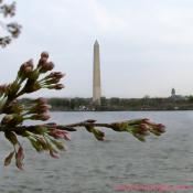Wednesday, 10:35 am EST, March 28, 2007, Cherry Blossom View of the Washington Monument. 65° and cloudy with 15 mph wind. Extended Florets on brances. A few trees are starting to bloom around tidal basin.
Viewed: 8 times.
