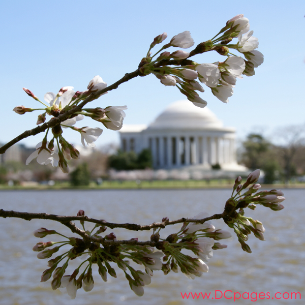 Thursday, 11:00 am EST, March 29, 2007, Cherry Blossom View of the Jefferson Memorial. 58° and clear sky with 5 mph wind. Extended Florets on most branches. Approx. 70 percent of trees are in First Stage of Flower Bloom around tidal basin.
