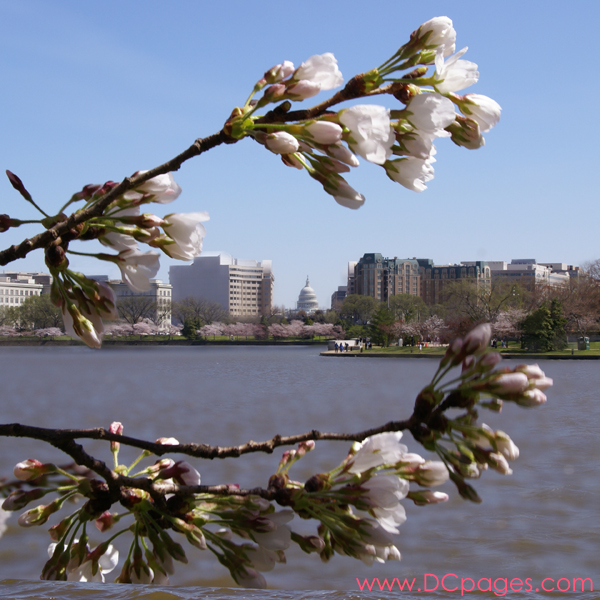 Thursday, 11:05 am EST, March 29, 2007, Cherry Blossom View of the United States Capitol Building. 58° and clear sky with 5 mph wind. Extended Florets on most branches. Approx. 70 percent of trees are in First Stage of Flower Bloom around tidal basin.