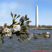 Thursday, 11:10 am EST, March 29, 2007, Cherry Blossom View of the Washington Monument. 58° and clear sky with 5 mph wind. Extended Florets on most branches. Approx. 70 percent of trees are in First Stage of Flower Bloom around tidal basin.