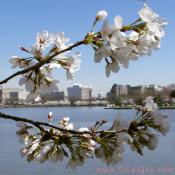 Friday, 11:40 am EST, March 30, 2007, Cherry Blossom View of the United States Capitol Building. 62° and clear sky with no wind. First Stage Flower Bloom on most branches. Approx. 90 percent of trees are in First Stage of Flower Bloom around tidal basin.