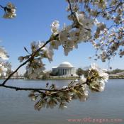Friday, 11:42 am EST, March 30, 2007, Cherry Blossom View of the Thomas Jefferson Memorial. 62° and clear sky with no wind. First Stage Flower Bloom on most branches. Approx. 90 percent of trees are in First Stage of Flower Bloom around tidal basin.