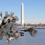 Friday, 11:48 am EST, March 30, 2007, Cherry Blossom View of the Washington Monument. 62° and clear sky with no wind. First Stage Flower Bloom on most branches. Approx. 90 percent of trees are in First Stage of Flower Bloom around tidal basin.
