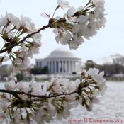 Saturday, 11:02 am EST, March 31, 2007, Cherry Blossom View of the Thomas Jefferson Memorial. 58° and clear sky with 12 mph wind. First Stage Flower Bloom on most branches.