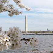Saturday, 11:15 am EST, March 31, 2007, Cherry Blossom View of the George Washington Monument. 58° and clear sky with 12 mph wind. First Stage Flower Bloom on most branches. 