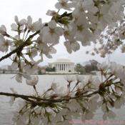 Sunday, 10:08 am EST, April 1, 2007, Cherry Blossom View of the Thomas Jefferson Memorial. 58° and overcast with 10 mph wind. Second Stage Flower Bloom on most branches.