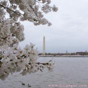 Sunday, 10:09 am EST, April 1, 2007, Cherry Blossom View of the George Washington Monument. 58° and overcast with 10 mph wind. Second Stage Flower Bloom on most branches.