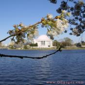 Monday, 6:20 am EST, April 2, 2007, Cherry Blossom View of the Thomas Jefferson Memorial. 73° and clear sky with 10 mph wind. Blossoms near peak. Bottom branch has been damaged. If you see someone picking the flowers tell them to stop.