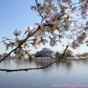 Tuesday, 10:47 am EST, April 3, 2007, Cherry Blossom View of the Thomas Jefferson Memorial. 73° and clear sky with 3 mph wind. Blossoms are at peak! Leaves are growing on damaged branch.