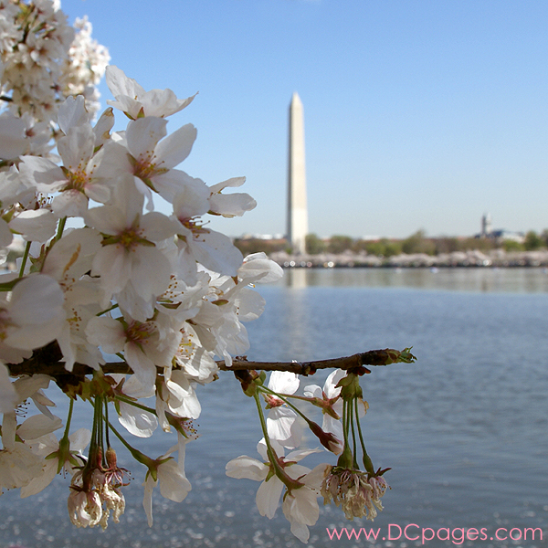 Tuesday, 10:50 am EST, April 3, 2007, Cherry Blossom View of the Washington Monument. 73° and clear sky with 3 mph wind. Blossoms are at peak! Damaged petals are wilting, but branch is intact.