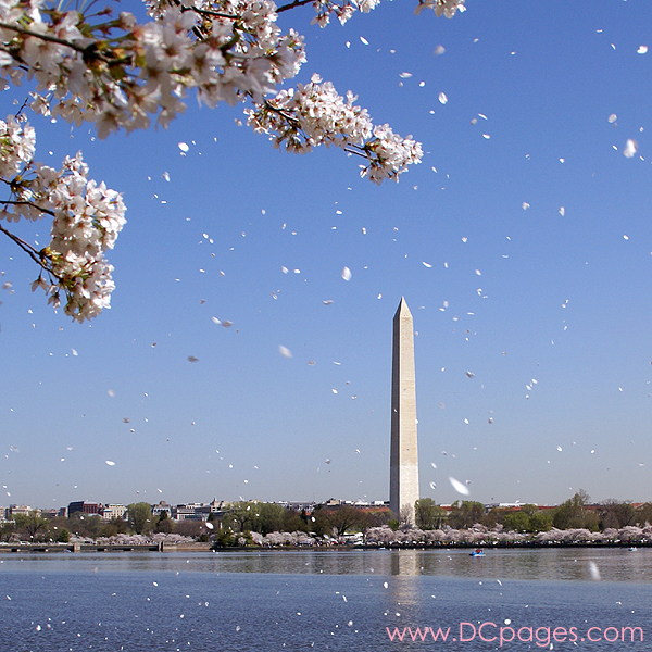 Tuesday, 11:05 am EST, April 3, 2007, Cherry blossom flurries on the Tidal Basin. Light winds are brushing flower petals off the trees.