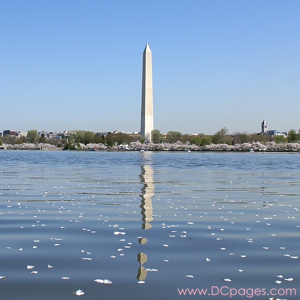 Tuesday, 11:07 am EST, April 3, 2007, Cherry Blossoms floating on the Jefferson Tidal Basin.