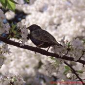 Tuesday, 11:15 am EST, April 3, 2007, European Starling resting on a cherry tree branch. Special thanks to Mike Kaspar of the DC Audubon for naming the bird.