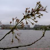 Wednesday, 11:30 am EST, April 4, 2007, Cherry Blossom View of the U.S Capitol Building. 58° and overcast with 8 mph wind. Final stage of blossoms. Leaves are still growing on damaged branch.
 
