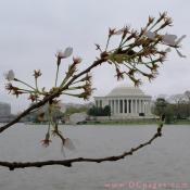 Wednesday, 11:34 am EST, April 4, 2007, Cherry Blossom View of the Jefferson Memorial. 58° and overcast with 8 mph wind. Final stage of blossoms. Leaves are still growing on damaged branch.