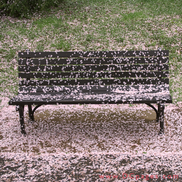 Wednesday, 11:45 am EST, April 4, 2007, Park Bench covered with Cherry Blossoms.