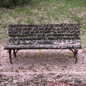 Wednesday, 11:45 am EST, April 4, 2007, Park Bench covered with Cherry Blossoms.