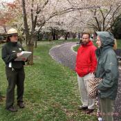 Wednesday, 11:48 am EST, April 4, 2007, The National Park Service holds free tours on the natural and cultural history of the cherry trees. Click Here for more information.