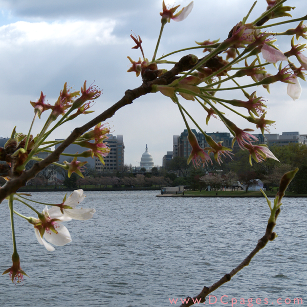 Thursday, 9:30 am EST, April 5, 2007, Cherry Blossom View of the U.S Capitol Building. 41° and clear sky with 16 mph wind. Final stage of blossoms. Most trees have lost their blossoms.
