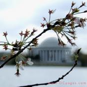 Thursday, 9:32 am EST, April 5, 2007, Cherry Blossom View of the Jefferson Memorial. 41° and clear sky with 16 mph wind. Final stage of blossoms. Most trees have lost their blossoms.
