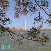 Friday, 2:00 pm EST, April 15, 2005, Cherry Blossom View of the Washington Monument. Windy and Clear Skies. Flower petals have dropped. Cherry red stamens are exposed. Green leaves forming. 