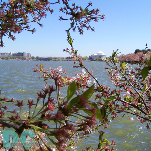 Friday, 2:00 pm EST, April 15, 2005, Cherry Blossom View of the Jefferson Memorial. Windy and clear skies. Flower petals have dropped. Cherry red stamens are exposed. Green leaves forming. 
