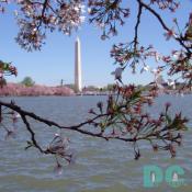 Thursday, 1:00 pm EST, April 14, 2005, Cherry Blossom View of the Washington Monument. Brisk and clear skies. Flower petals have dropped. Cherry red stamens are exposed. Green leaves forming.
