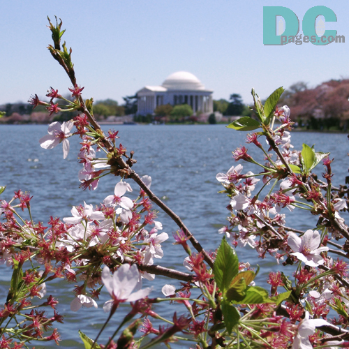 Thursday, 1:00 pm EST, April 14, 2005, Cherry Blossom View of the Jefferson Memorial. Brisk and clear skies. Flower petals have dropped. Cherry red stamens are exposed. Green leaves forming.

