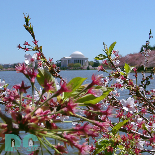 Thursday, 1:00 pm EST, April 14, 2005, Cherry Blossom View of the Jefferson Memorial. Brisk and clear skies. Flower petals have dropped. Cherry red stamens are exposed. Green leaves forming.