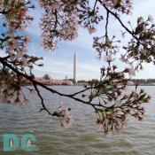 Wednesday, 10:00 am EST, April 13, 2005, Cherry Blossom View of the Washington Monument. Chilly. Final Stage of Flower Bloom. Leaf petals forming.
